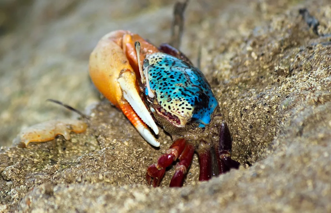 A colorful fiddler crab with a blue shell and large orange claw scuttles across the sandy ground, offering a glimpse of the unique marine life found during exclusive diving experiences in Cala Santanyí.