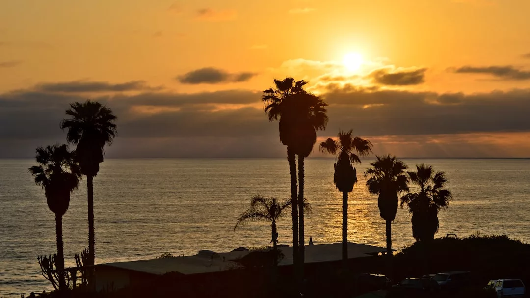 Sunset over the ocean with tall palm trees silhouetted in the foreground, capturing the tranquil beauty of Port d’Alcúdia—an ideal spot for your time-share or outright purchase.